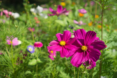 Close-up of pink flowering plants on field