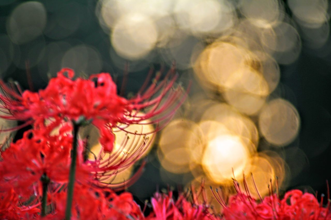 flower, animal themes, animals in the wild, petal, close-up, fragility, wildlife, pink color, focus on foreground, beauty in nature, one animal, nature, flower head, red, freshness, selective focus, insect, no people, indoors