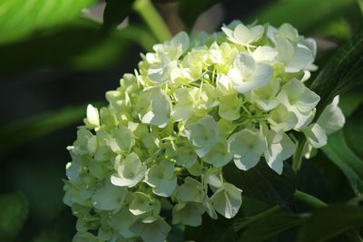 Close-up of white flowers