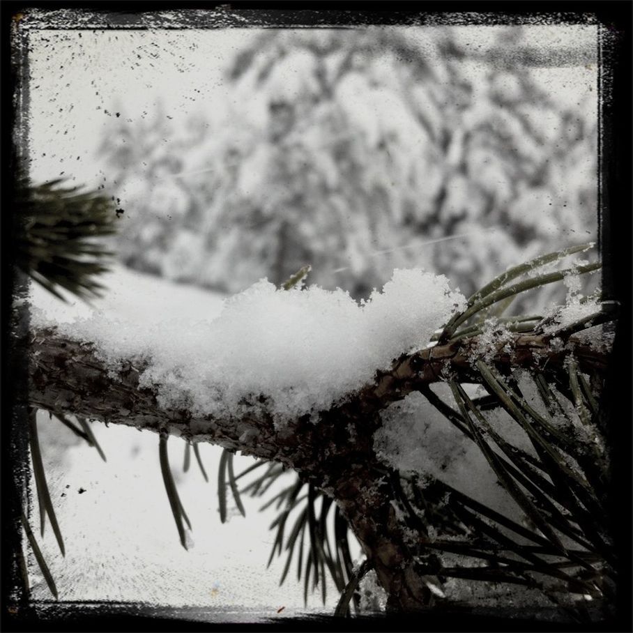 transfer print, snow, cold temperature, winter, auto post production filter, weather, frozen, nature, season, tranquility, sky, water, plant, close-up, day, beauty in nature, outdoors, growth, no people, tree