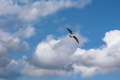 Low angle view of seagull flying against sky