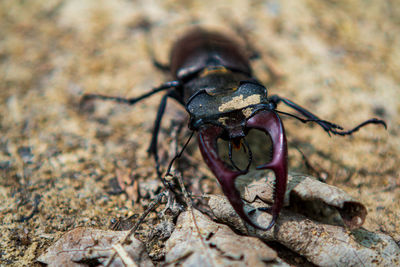 Close-up of insect on rock