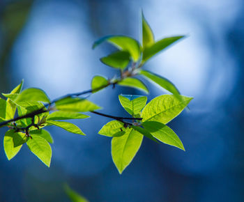 Beautiful, fresh bird cherry leaves against the spring sky.