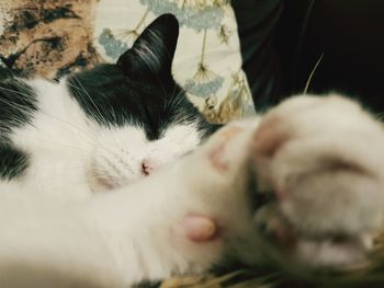 Close-up of cat sleeping