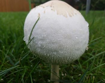 Close-up of mushroom growing on field