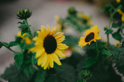 Close-up of yellow flowering plant