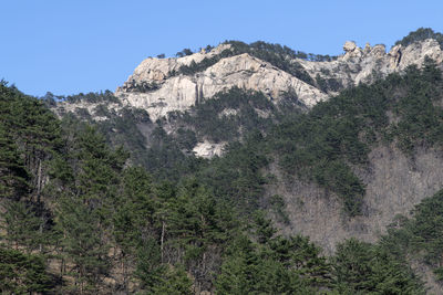 Scenic view of pine trees against clear sky