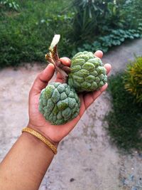 Close-up of person holding custard apple