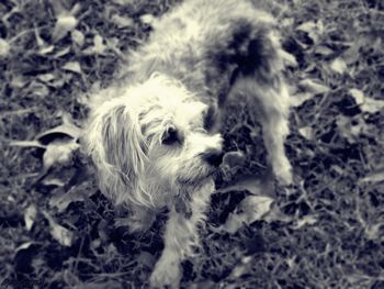 Close-up of dog