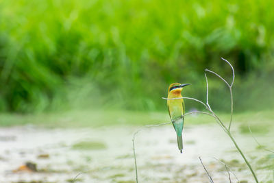 Blue tailed bee-eater perching