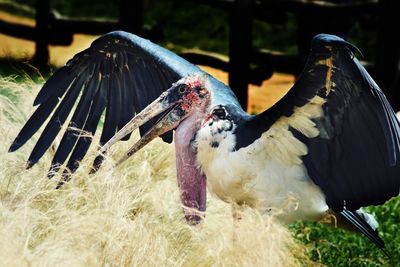 Close-up of birds 