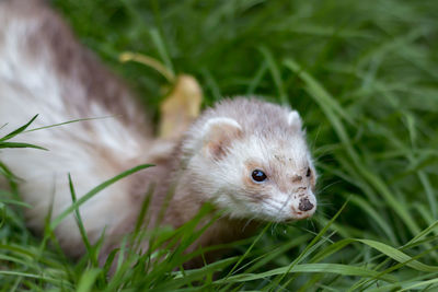 Close-up of a ferret in grass