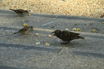 High angle view of birds on street