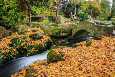 Scenic view of river in forest during autumn