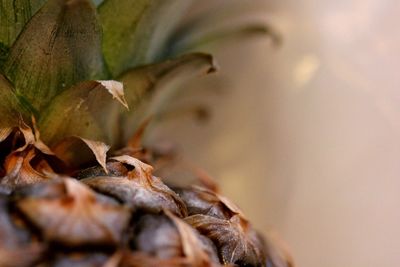 Close-up of plant against blurred background