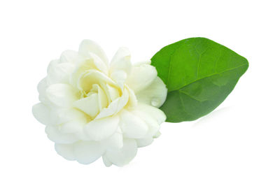 Close-up of rose against white background