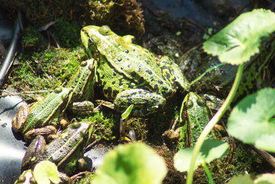 Close-up of lizard on rock