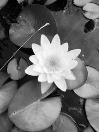 Close-up of white flower in pond