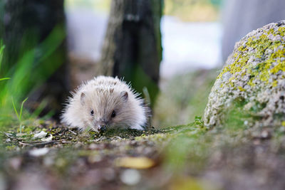 Close-up of hedgehog 