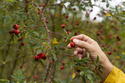 Male's hand collecting rose hip from branch on autumn day