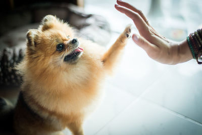 Close-up of spitz stretching out paw to human hand