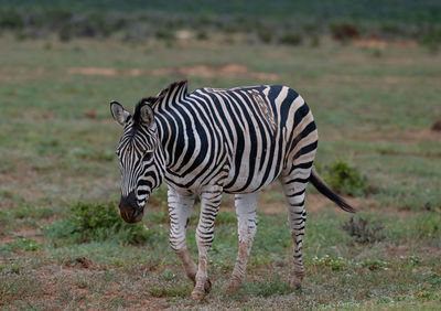 Zebra in the