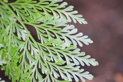 Close-up of fresh green plant