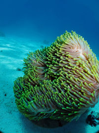 Close-up of coral in sea