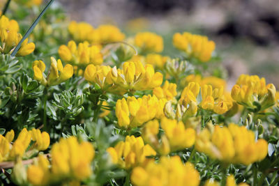 Close-up of yellow flowers