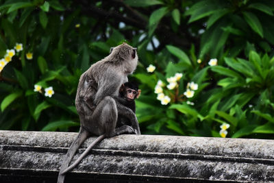 Monkey with infant on retaining wall against leaves