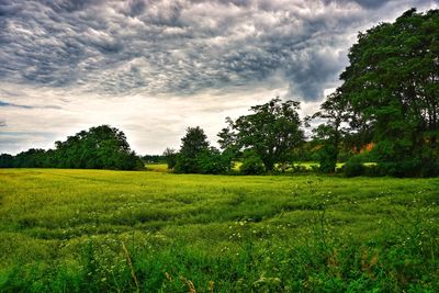 Scenic view of trees on field against sky