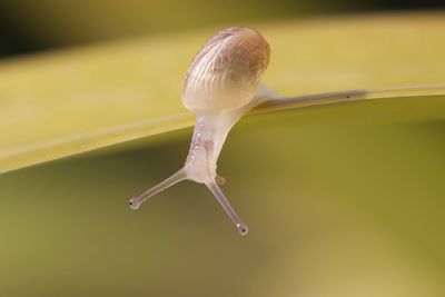 Close-up of snail