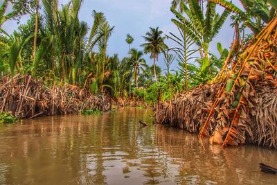 Palm trees by lake against sky