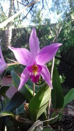 Close-up of pink flowers