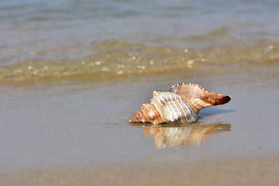 Shell on a beach