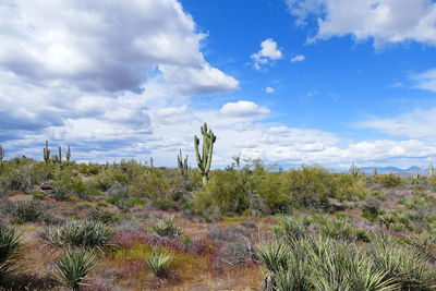 Desert beauty