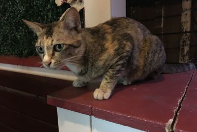 Cat relaxing on bed