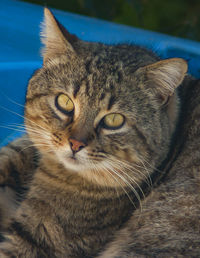 Close-up portrait of a cat