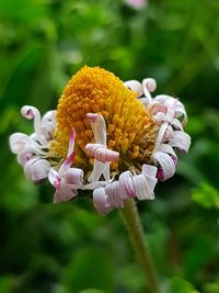 Close-up of red flowering plant