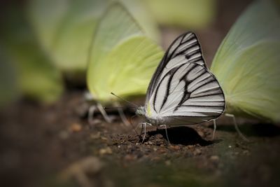 Butterfly on leaf