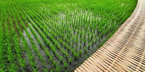 High angle view of corn field