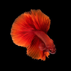 Close-up of orange fish on black background