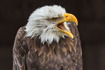 Close-up of eagle against blurred background