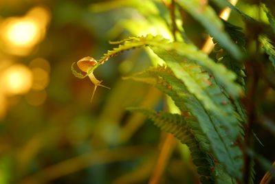 Close-up of young snail on fern