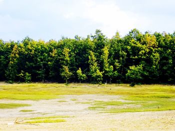 Scenic view of trees growing in forest against sky