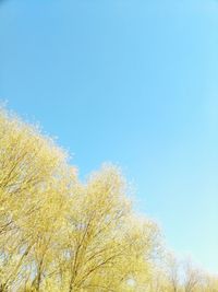 Low angle view of yellow tree against clear blue sky