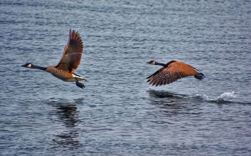 Ducks swimming in lake