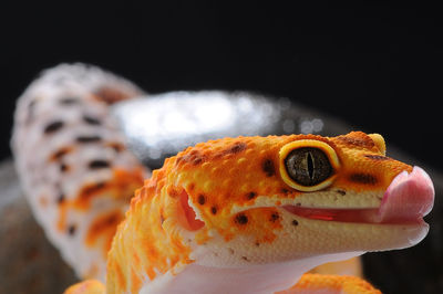 Close-up of orange