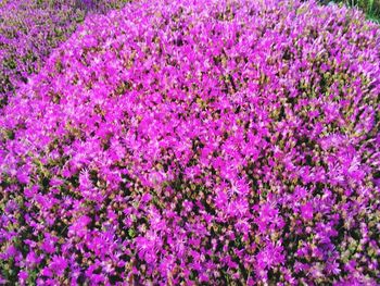 High angle view of purple flowers on field