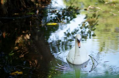 Swan swimming in lake